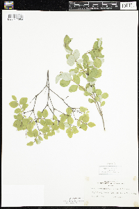 Symphoricarpos albus image