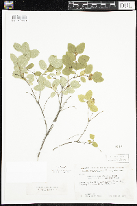 Media resource of Symphoricarpos albus