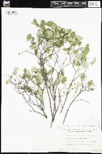 Symphoricarpos albus image