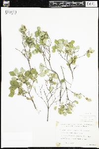 Symphoricarpos albus image