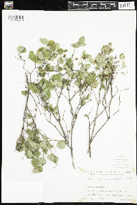 Symphoricarpos albus image