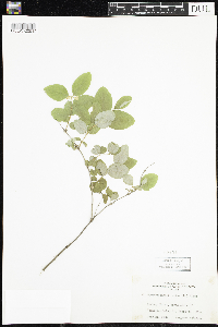 Symphoricarpos albus image