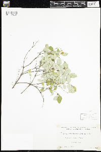 Symphoricarpos albus image