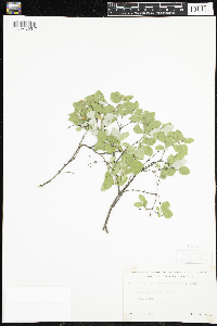 Symphoricarpos albus image