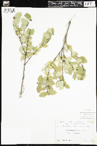 Symphoricarpos albus image
