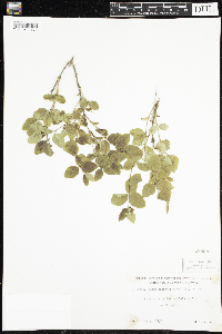 Symphoricarpos albus image