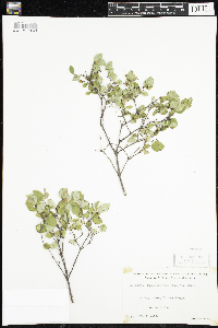 Symphoricarpos albus image