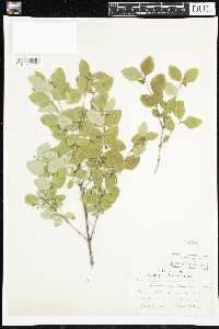 Symphoricarpos albus image