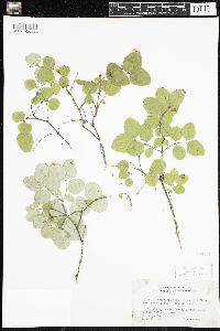 Symphoricarpos albus image