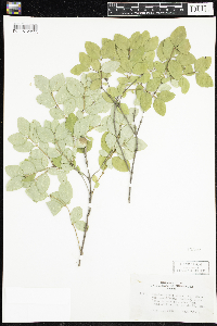 Symphoricarpos albus image