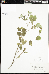 Symphoricarpos albus image