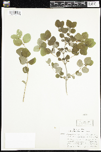 Symphoricarpos albus image
