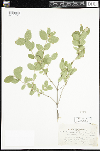 Symphoricarpos albus image