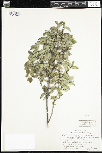 Symphoricarpos albus image