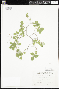 Symphoricarpos albus image