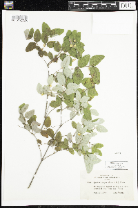 Symphoricarpos albus image