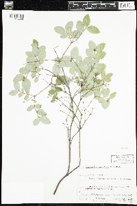 Symphoricarpos albus image