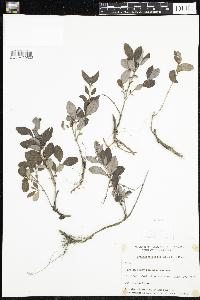 Symphoricarpos albus image