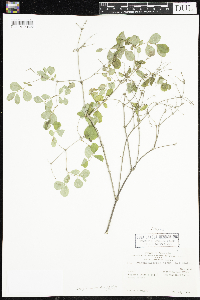 Symphoricarpos albus image