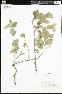 Symphoricarpos albus image