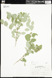 Symphoricarpos albus image