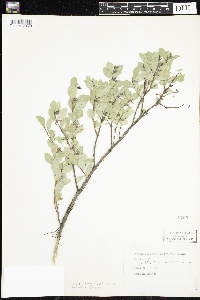 Symphoricarpos albus image