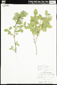 Symphoricarpos albus image