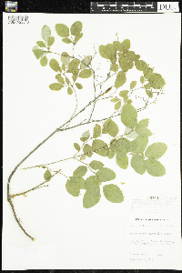 Symphoricarpos albus image