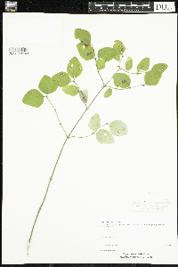 Symphoricarpos albus image