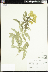 Media resource of Sambucus cerulea