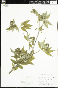 Sambucus racemosa image