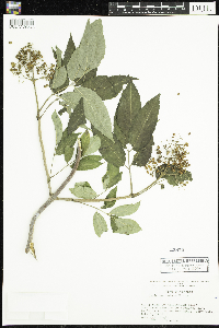 Sambucus racemosa image