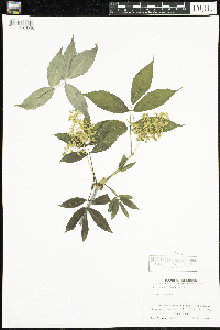 Sambucus racemosa image