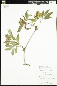 Sambucus racemosa image