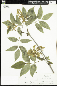 Sambucus racemosa image