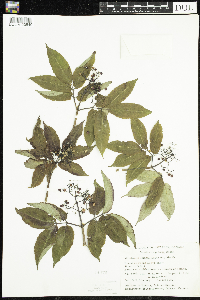 Sambucus racemosa image