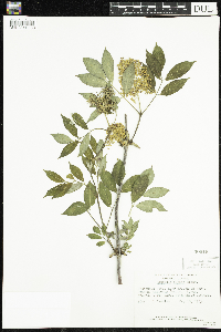 Sambucus racemosa image