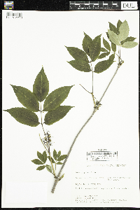 Sambucus racemosa image