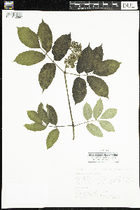 Sambucus racemosa image
