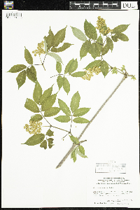 Sambucus racemosa image