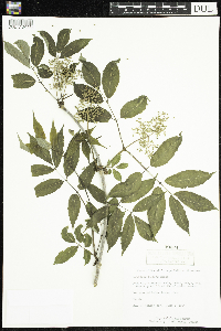 Sambucus racemosa image