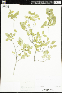 Symphoricarpos albus image