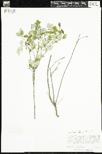 Symphoricarpos albus image