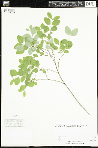 Symphoricarpos albus image