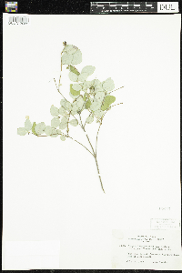 Symphoricarpos albus image