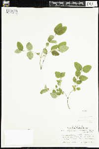 Symphoricarpos albus image