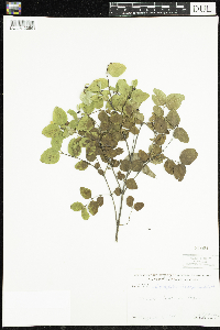 Symphoricarpos albus image