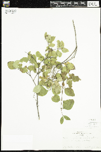 Symphoricarpos albus image