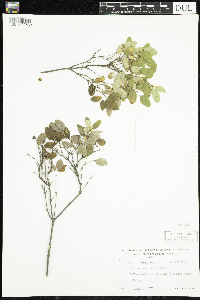 Symphoricarpos albus image