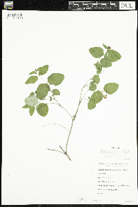 Symphoricarpos albus image